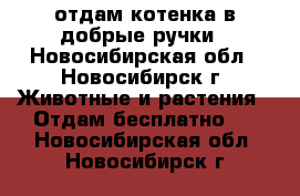 отдам котенка в добрые ручки - Новосибирская обл., Новосибирск г. Животные и растения » Отдам бесплатно   . Новосибирская обл.,Новосибирск г.